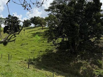 Finca ganadera en venta Circasia Quindío 15 cuadras LECHERIA