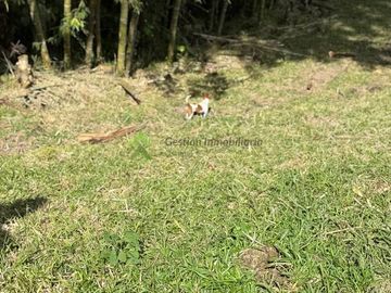 Finca ganadera en venta Circasia Quindío 15 cuadras LECHERIA