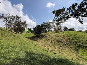 Finca ganadera en venta Circasia Quindío 15 cuadras LECHERIA