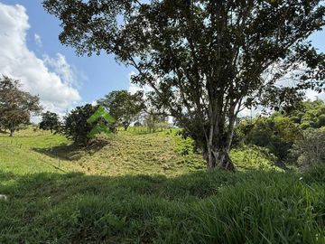 Finca ganadera en venta Circasia Quindío 15 cuadras LECHERIA