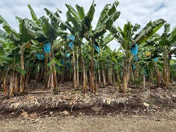 Se vende finca productiva en Quimbaya Quindío 130 CUADRAS EN PLATANO