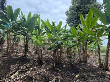 Se vende finca productiva en Quimbaya Quindío 130 CUADRAS EN PLATANO