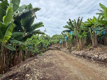 Se vende finca productiva en Quimbaya Quindío 130 CUADRAS EN PLATANO