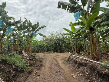 Se vende finca productiva en Quimbaya Quindío 130 CUADRAS EN PLATANO