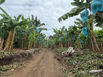 Se vende finca productiva en Quimbaya Quindío 130 CUADRAS EN PLATANO