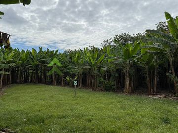 Se vende finca productiva en Quimbaya Quindío 130 CUADRAS EN PLATANO