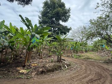 Se vende finca productiva en Quimbaya Quindío 130 CUADRAS EN PLATANO
