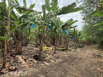 Se vende finca productiva en Quimbaya Quindío 130 CUADRAS EN PLATANO
