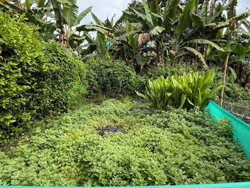 Finca pequeña en venta Armenia Quindío vía La Tebaida