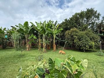Finca pequeña en venta Armenia Quindío vía La Tebaida