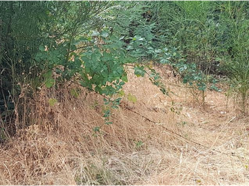 SE VENDE PREDIO AGRCOLA ENTRE LOS NGELES Y MULCHÉN