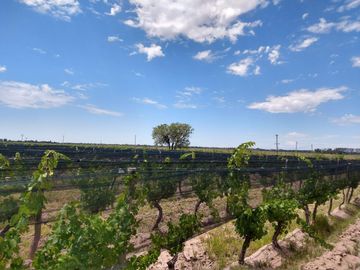 Quinta en venta - 4 Dormitorios 2 Baños - Cochera - 150.000mts2 - San Rafael