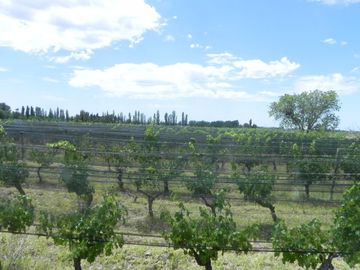Quinta en venta - 4 Dormitorios 2 Baños - Cochera - 150.000mts2 - San Rafael