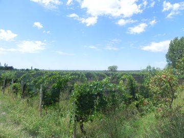 Quinta en venta - 4 Dormitorios 2 Baños - Cochera - 150.000mts2 - San Rafael