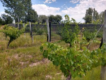 Quinta en venta - 4 Dormitorios 2 Baños - Cochera - 150.000mts2 - San Rafael