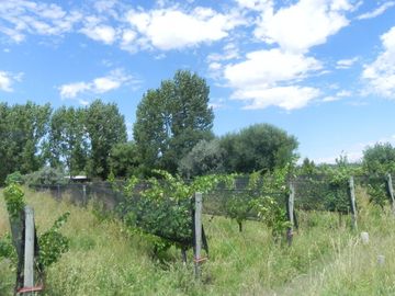 Quinta en venta - 4 Dormitorios 2 Baños - Cochera - 150.000mts2 - San Rafael