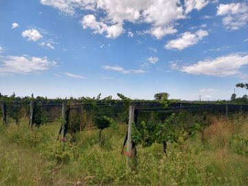 Quinta en venta - 4 Dormitorios 2 Baños - Cochera - 150.000mts2 - San Rafael