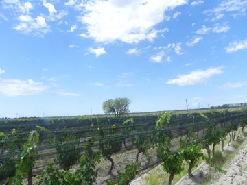 Quinta en venta - 4 Dormitorios 2 Baños - Cochera - 150.000mts2 - San Rafael