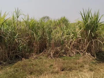 Land for sale in Si Lako, Nakhon Ratchasima