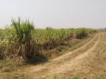 Land for sale in Si Lako, Nakhon Ratchasima