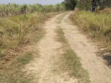 Land for sale in Si Lako, Nakhon Ratchasima