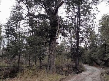Chacra en Mallín Alto