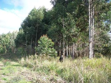 Casa en venta en el Delta con plantación de 190 hectáreas