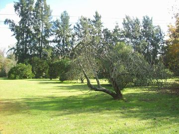 Casa en venta en el Delta con plantación de 190 hectáreas