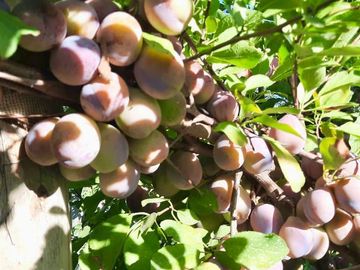 Finca Premium de Ciruelas Dagen con Infraestructura de Alta Tecnología – Cuadro Benegas – San Rafael