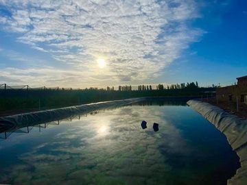 Finca Premium de Ciruelas Dagen con Infraestructura de Alta Tecnología – Cuadro Benegas – San Rafael
