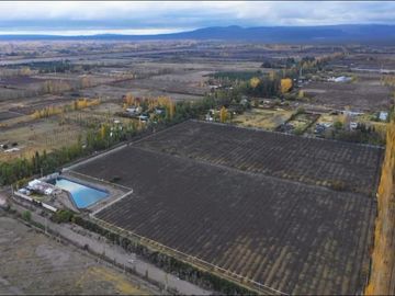 Finca Premium de Ciruelas Dagen con Infraestructura de Alta Tecnología – Cuadro Benegas – San Rafael