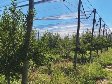Finca Premium de Ciruelas Dagen con Infraestructura de Alta Tecnología – Cuadro Benegas – San Rafael