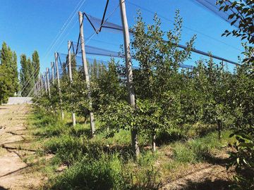 Finca Premium de Ciruelas Dagen con Infraestructura de Alta Tecnología – Cuadro Benegas – San Rafael