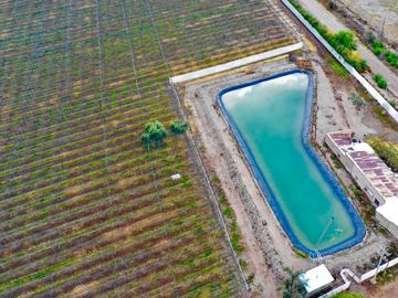 Finca Premium de Ciruelas Dagen con Infraestructura de Alta Tecnología – Cuadro Benegas – San Rafael