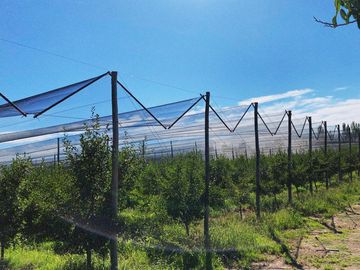 Finca Premium de Ciruelas Dagen con Infraestructura de Alta Tecnología – Cuadro Benegas – San Rafael