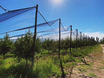 Finca Premium de Ciruelas Dagen con Infraestructura de Alta Tecnología – Cuadro Benegas – San Rafael