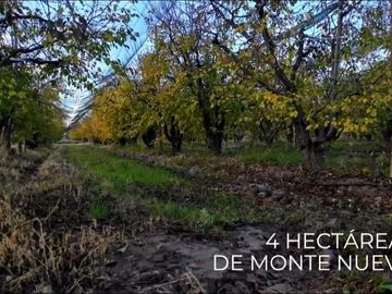 Finca Premium de Ciruelas Dagen con Infraestructura de Alta Tecnología – Cuadro Benegas – San Rafael