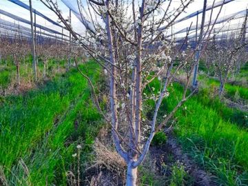 Finca Premium de Ciruelas Dagen con Infraestructura de Alta Tecnología – Cuadro Benegas – San Rafael