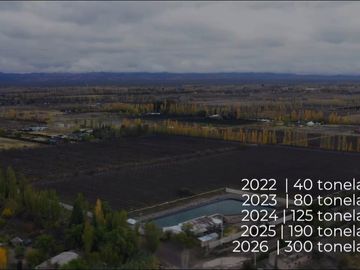Finca Premium de Ciruelas Dagen con Infraestructura de Alta Tecnología – Cuadro Benegas – San Rafael