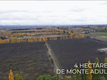 Finca Premium de Ciruelas Dagen con Infraestructura de Alta Tecnología – Cuadro Benegas – San Rafael
