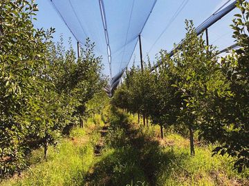 Finca Premium de Ciruelas Dagen con Infraestructura de Alta Tecnología – Cuadro Benegas – San Rafael