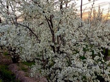 Finca Premium de Ciruelas Dagen con Infraestructura de Alta Tecnología – Cuadro Benegas – San Rafael