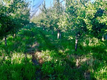 Finca Premium de Ciruelas Dagen con Infraestructura de Alta Tecnología – Cuadro Benegas – San Rafael