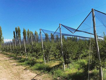 Finca Premium de Ciruelas Dagen con Infraestructura de Alta Tecnología – Cuadro Benegas – San Rafael