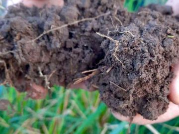 Finca Premium de Ciruelas Dagen con Infraestructura de Alta Tecnología – Cuadro Benegas – San Rafael