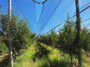 Finca Premium de Ciruelas Dagen con Infraestructura de Alta Tecnología – Cuadro Benegas – San Rafael