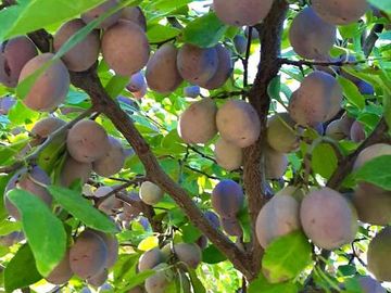 Finca Premium de Ciruelas Dagen con Infraestructura de Alta Tecnología – Cuadro Benegas – San Rafael