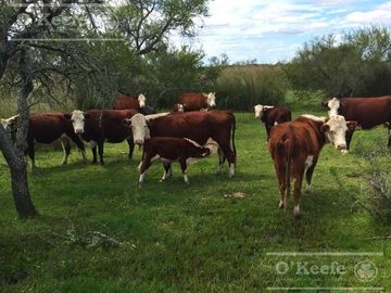 Campo en venta de 520 has mixtas en Entre Rios