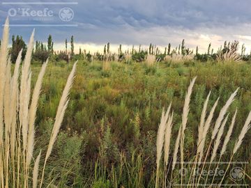 Oportunidad  Venta de 2 Fincas aledañas en Cañada Seca , San Rafael , Mendoza. Frutihorticola, Forrajes, Turismo,