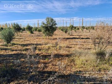 Oportunidad  Venta de 2 Fincas aledañas en Cañada Seca , San Rafael , Mendoza. Frutihorticola, Forrajes, Turismo,
